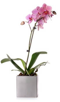 orchidpot